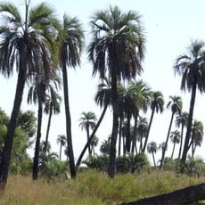 Mburucuyá National Park