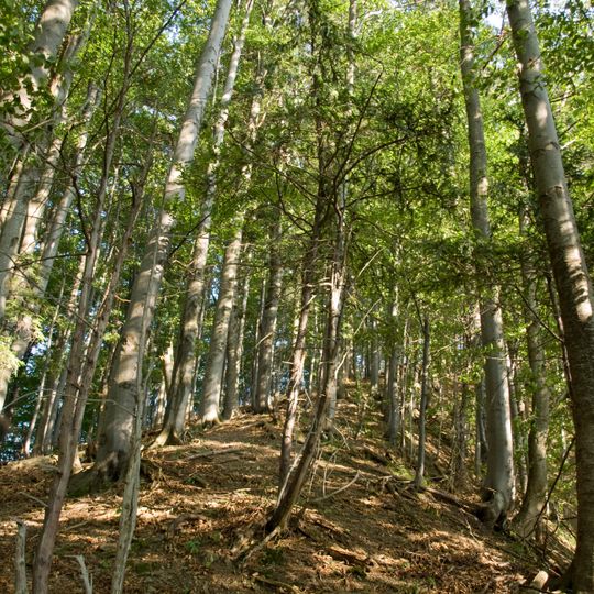 Rezerwat przyrody Woronikówka