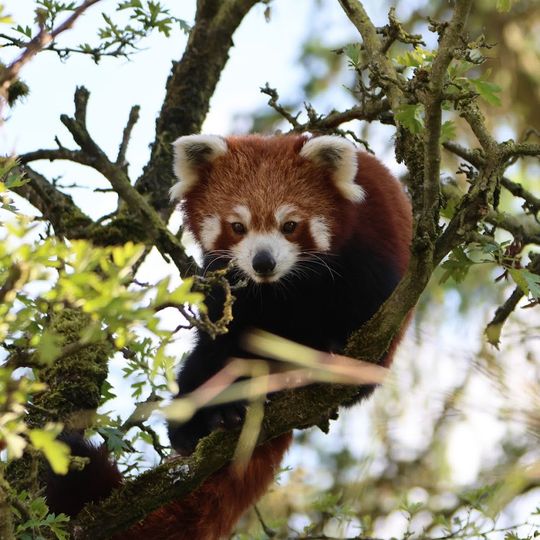 Peak Wildlife Park