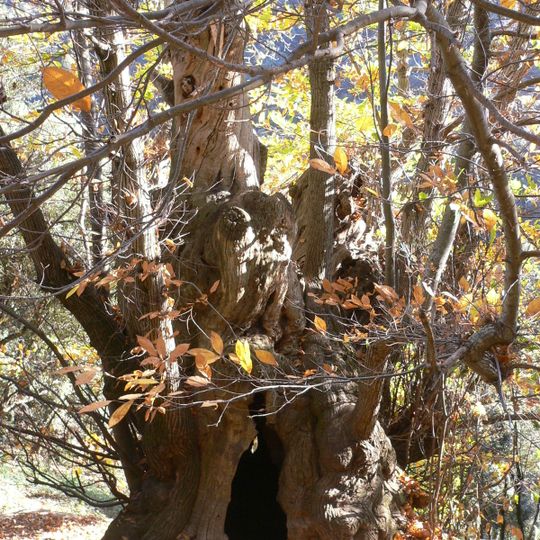 Castanyer de Can Cuc