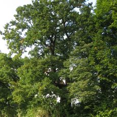 Dub v Bezděkovském parku