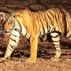 Valmiki National Park