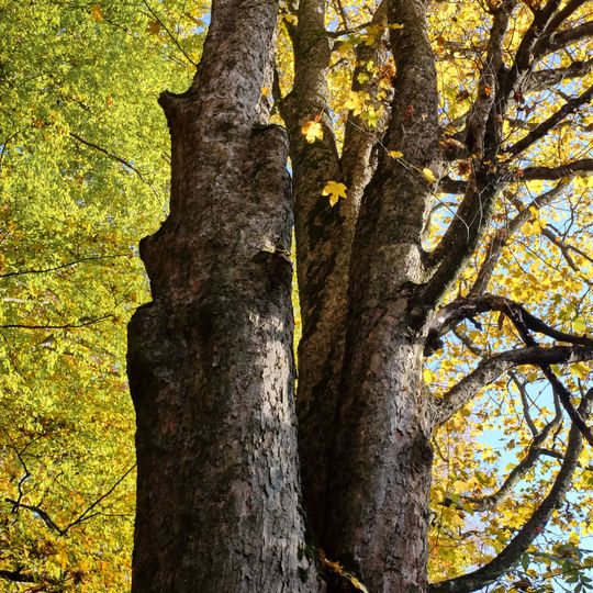 Klenový troják v Hřebenech