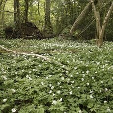 Grace Dieu and High Sharpley