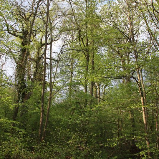 3 Schwarzpappeln, 1 Eiche