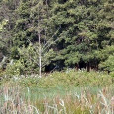 Vermoorungen südlich Allersberg und bei Seligenporten