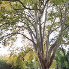 Platanus hispanica in Opava
