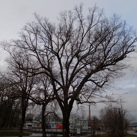 Klatovský dub u Pazderny