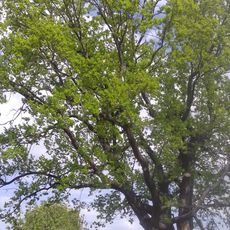 Quercus Robur, Khorol, Fruktovyi Lane