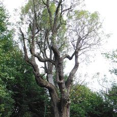 Košťálovská oskeruše