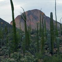 San Francisco de Borja