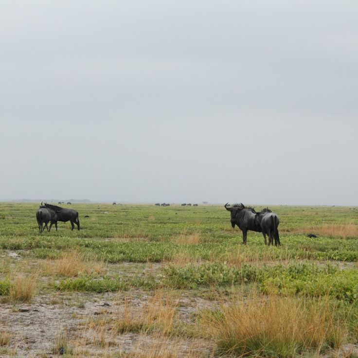 Liuwa Plains nasjonalpark