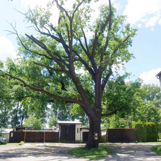 Dub v Kostelní ulici