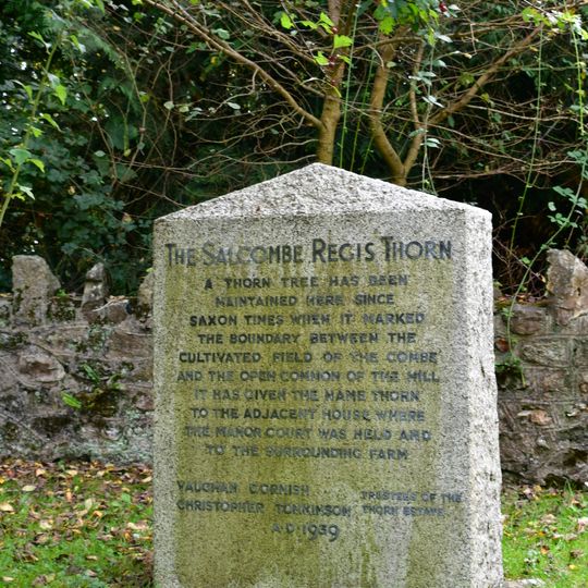 Stone Near Thorn Tree