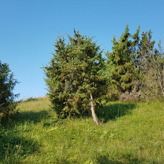 Küchenschellenstandort im Gewann Mittleres Tal