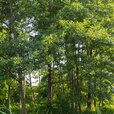 Am Langweidlegraben östlich von Heißesheim