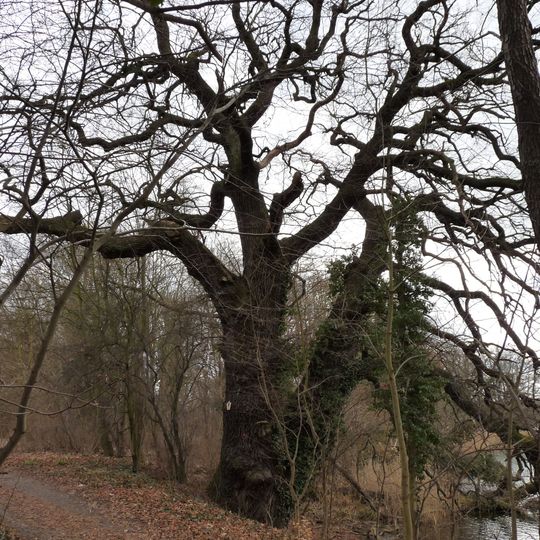 Naturdenkmal Eichen am Großen Plessower See neben Autobahn in Kemnitz