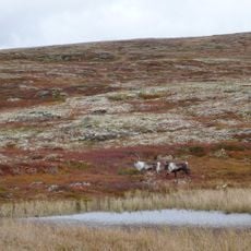Parco nazionale Forollhogna