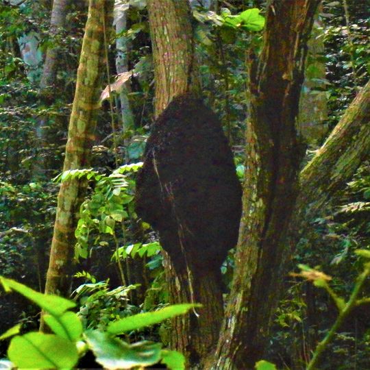 Parroquia de Saint Thomas