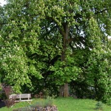 Kastanie auf der Pegnitzinsel