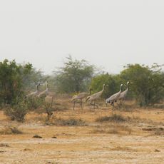 Chari-Dhand Wetland Conservation Reserve
