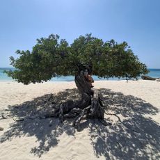 Divi Divi Tree
