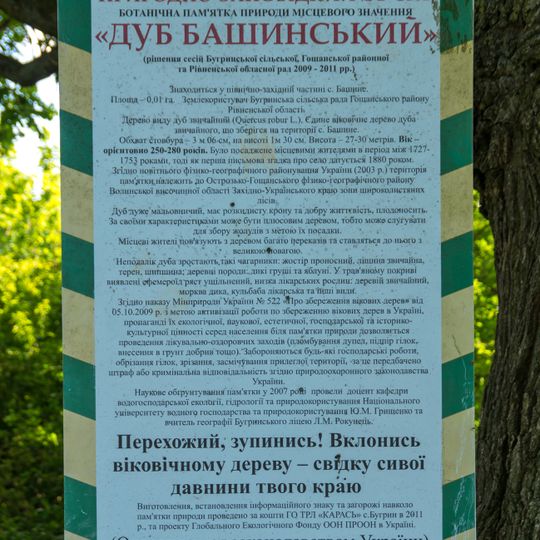 Дуб башинський