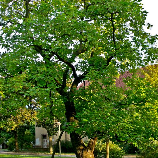 Naturdenkmal [[Trompetenbaum]]-[[Gewöhnlicher Trompetenbaum]] Universitätsplatz in Schmellwitz