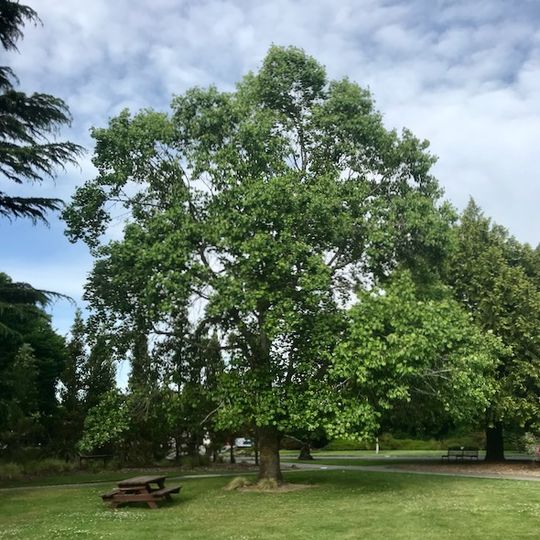 Lincoln University tulip tree