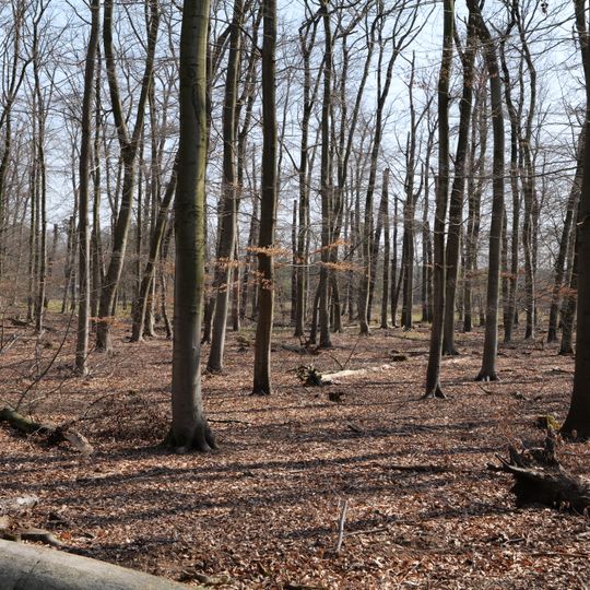 Kelsterbacher Wald