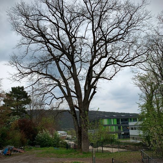 1 Stieleiche "Stieleiche Bestenheid"