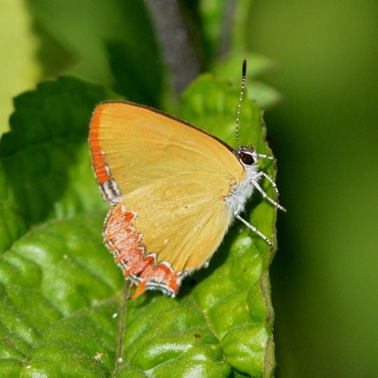 Yangoupokpi-Lokchao Wildlife Sanctuary