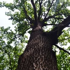Oaks in Huriivske Forestry