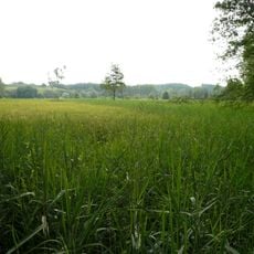 Altweiherwiese und Taldorfer Bach