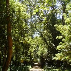 Mata Rainha D. Leonor