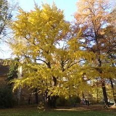 Ginkgo Jahnishausen