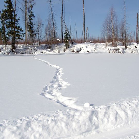 Tunguska Nature Reserve