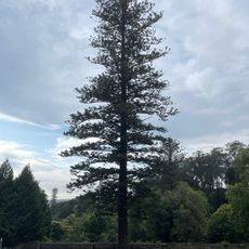 Árvore isolada em Parque da Liberdade