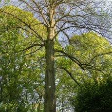 Winterlinde am Schloss Schönberg