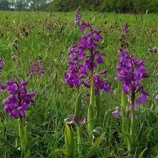 Clarke's Pool Meadow SSSI