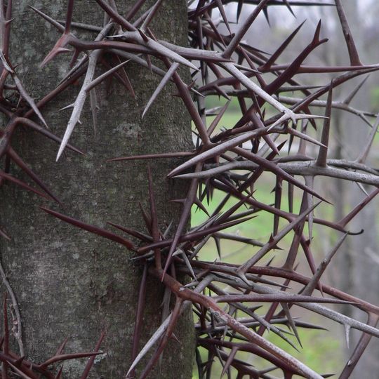 Arboreto Henry Schmieder