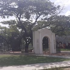 Samán de Güere