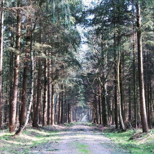 Staatsforst Alt-Osenberge, Wunderhorn, Oldenburger Sand, Tannersand mit Randgebieten