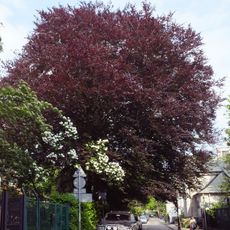 Buk czerwonolistny przy ulicy Langiewicza