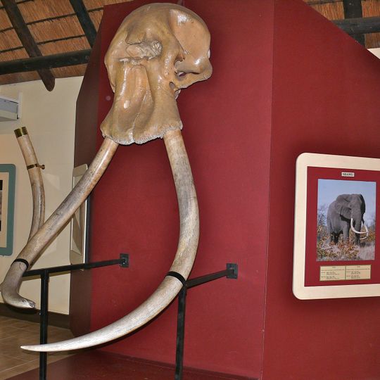 Letaba Elephant Hall