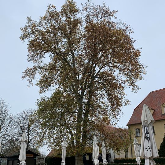 Naturdenkmal Zwei Platanen  0,15 km SW Kirche, am Gutshaus; Flur 1, Flurstück 70 in Diedersdorf