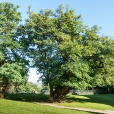 2 Robinien im Schlosshof