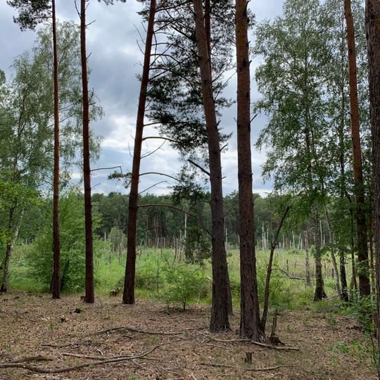 Kleine und Mittelleber