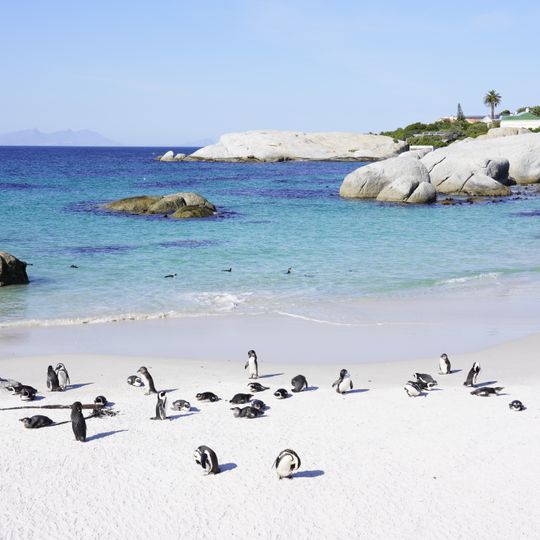 Boulder-Pinguinkolonie