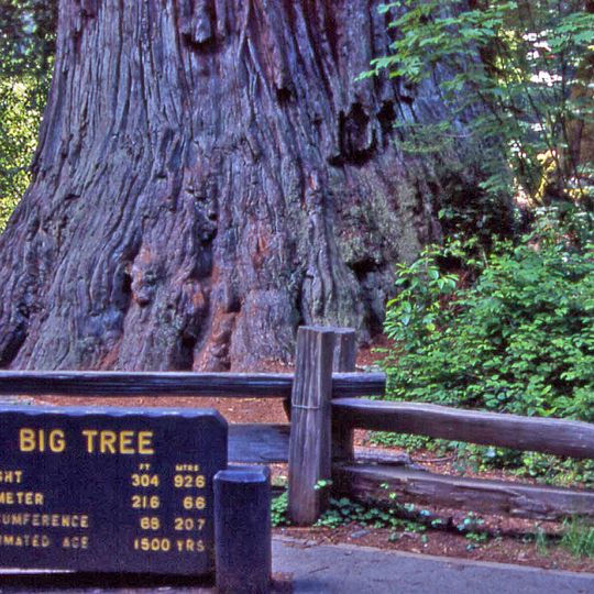 Parco nazionale di Redwood